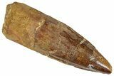 Fossil Spinosaurus Tooth - Real Dinosaur Tooth #305637-1